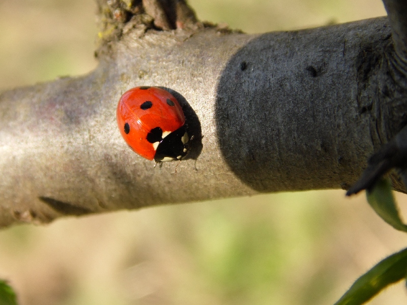 Parco del ticino 14.4.13